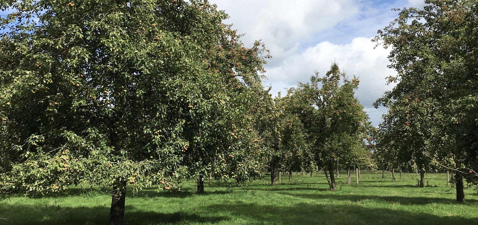 orchard